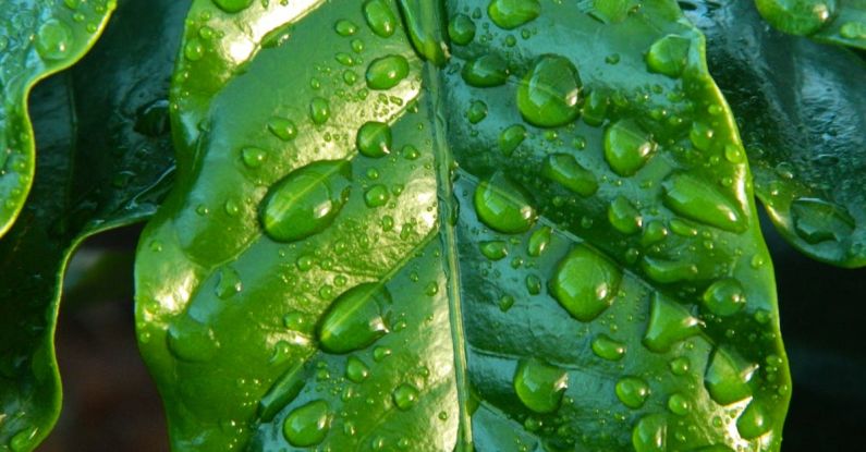 Clarity - Close-up Photography of Leaf With Water Drops